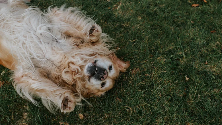 5 Pet-Friendly Weed Killer Products For A Safe & Stunning Lawn