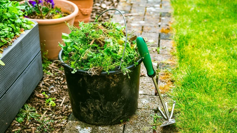 5 Things You Should Always Do After Weeding, According To Our Master Gardener