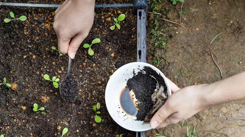 6 Edible Plants You Can Add Coffee Grounds To For A Thriving Garden