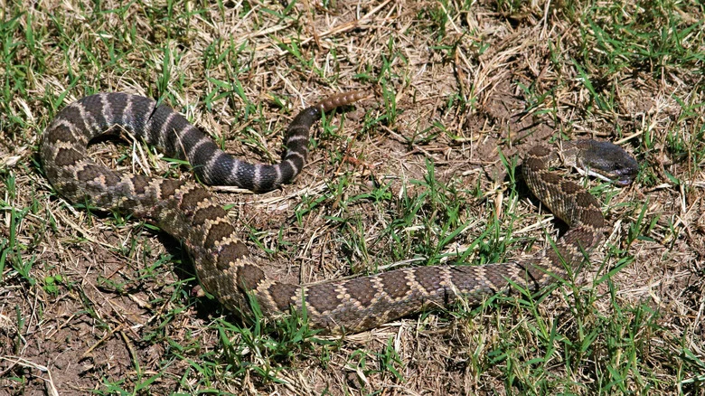 6 Snakes You Do Not Want To See In Your Yard