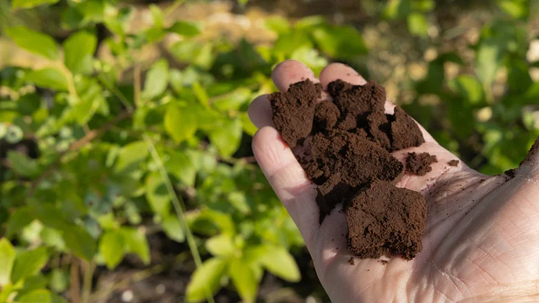 6 Tiktok Fertilizer Hacks That Are Worth Trying (& 6 To Avoid)