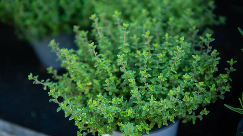6 Tips And Tricks For Growing The Best Thyme In Your Garden