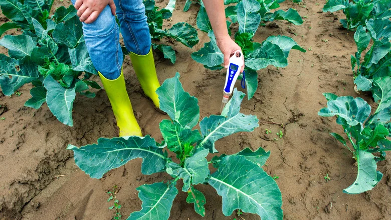 6 Ways To Make Your Soil More Acidic For A Healthy Garden (And 5 To Avoid)