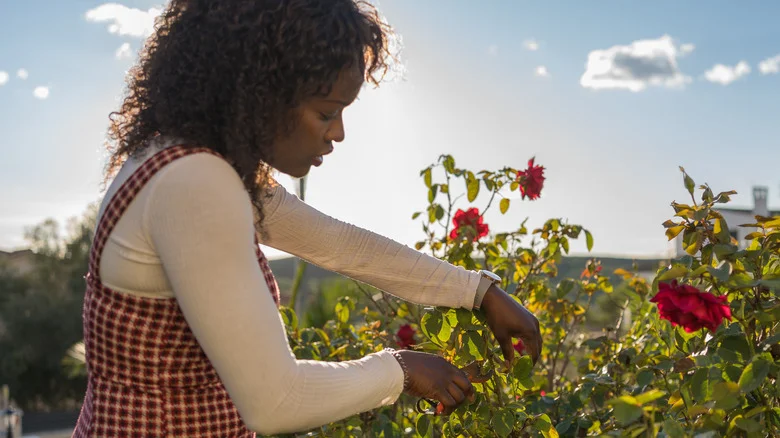7 Best Tips On How To Prune Your Roses
