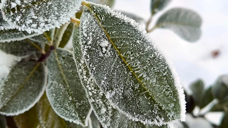 7 Clever DIY Ideas That’ll Protect Your Plants From Frost