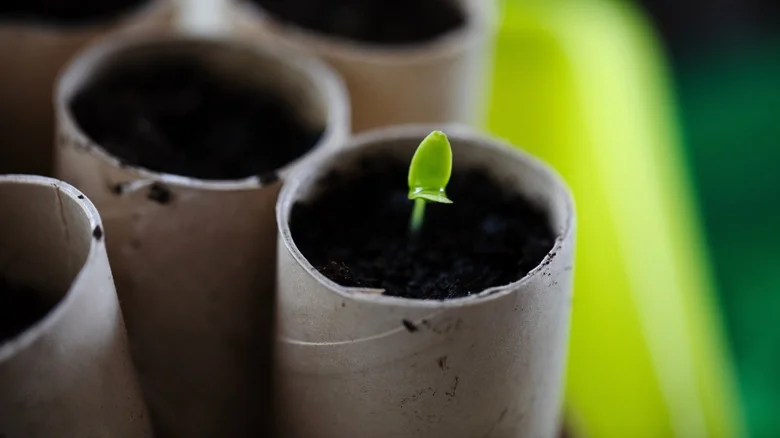 7 Genius TikTok Gardening Hacks To Try (And 2 To Avoid)