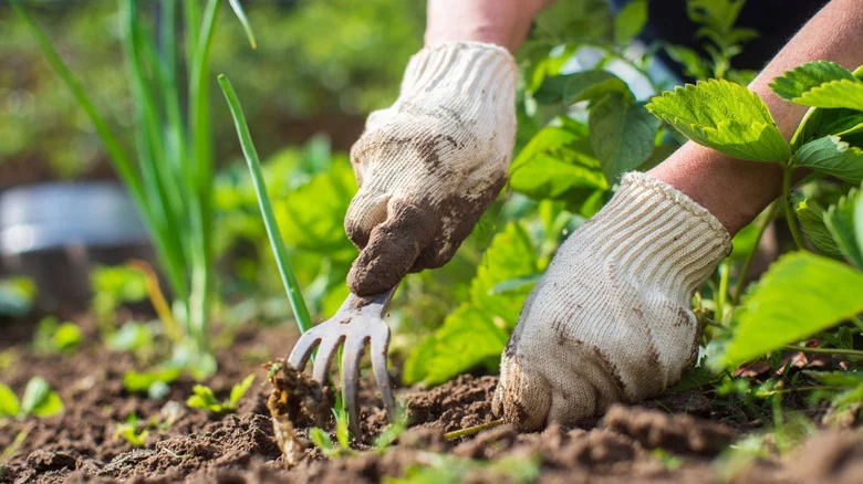 7 Great Strategies For Removing Weeds And 7 That Aren’t Worth Your Time