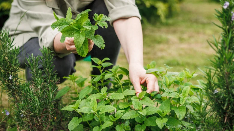 7 Herbs You Can Grow To Help Block Out Weeds In Your Garden (& 6 To Avoid)