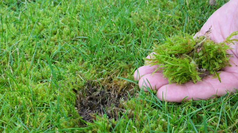 7 Tips To Prevent Moss From Growing In Your Yard