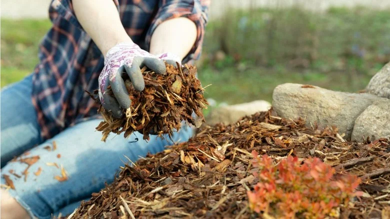 7 Types Of Plants That Need Mulch In The Winter