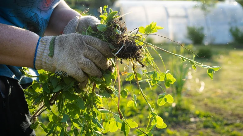 7 Unexpected Ways To Repurpose Pesky Weeds Around Your Garden