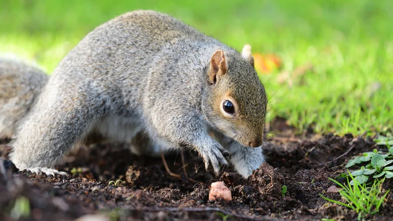 7 Ways To Keep Squirrels From Digging Up Your Bulbs This Fall