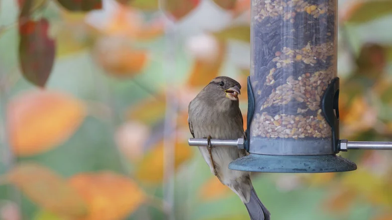 8 Bird Seed Storage Tips That Help It Last All Season Long