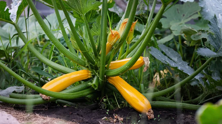 8 Clear Signs The Squash Plants In Your Garden Need To Be Pruned