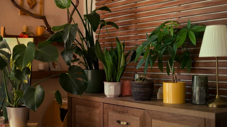 8 Creative Thrift Flips You Can Use For Plant Display