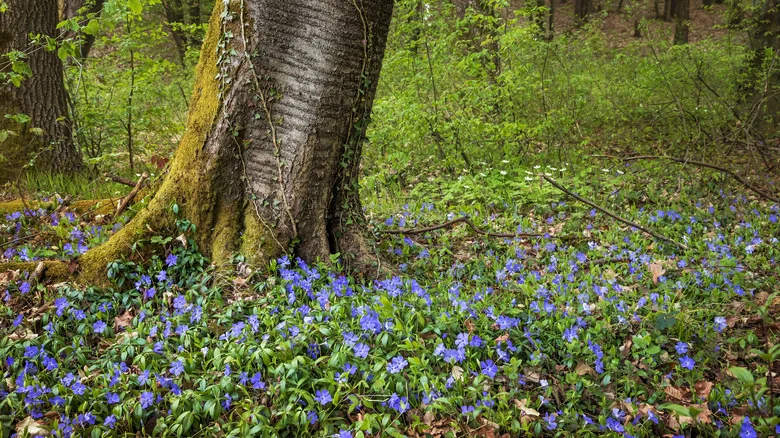 8 Easy-To-Grow Ground Cover Plants That Thrive Around Tree Roots