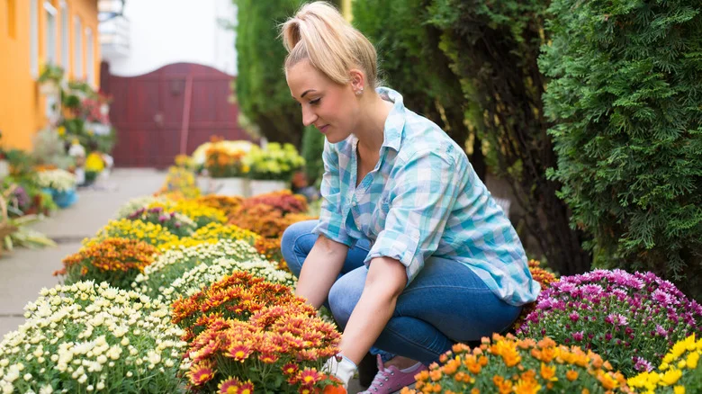 8 Everyday Items To Help Mums Thrive And Improve Soil Conditions