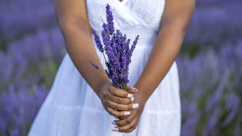 8 Foolproof Ways To Encourage More Blooms On Your Lavender Plants