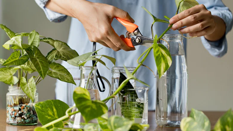 8 Genius Ways To Use Old Jars To Level Up Your Gardening Game