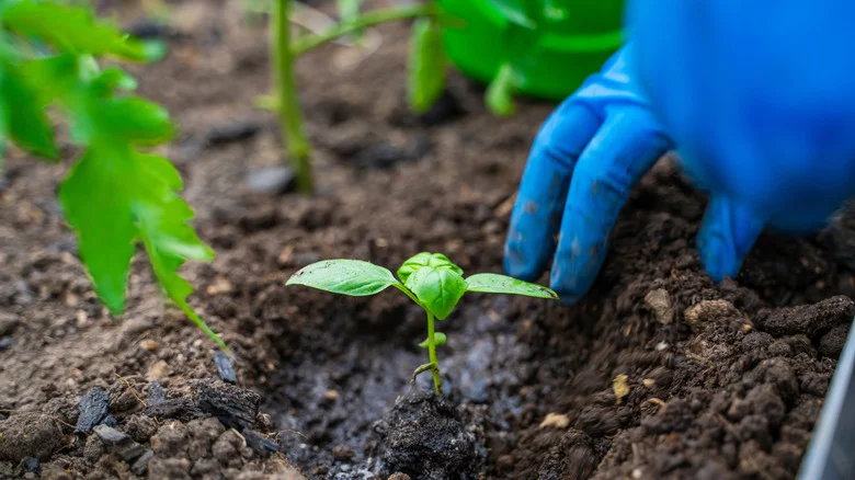 8 Herbs And Veggies You Should Never Plant Near Basil In Your Garden