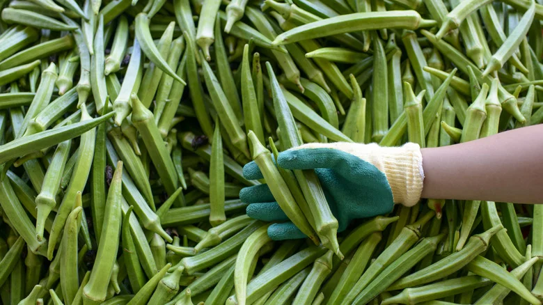 8 Herbs And Veggies You’ll Want To Grow Alongside Okra In The Garden