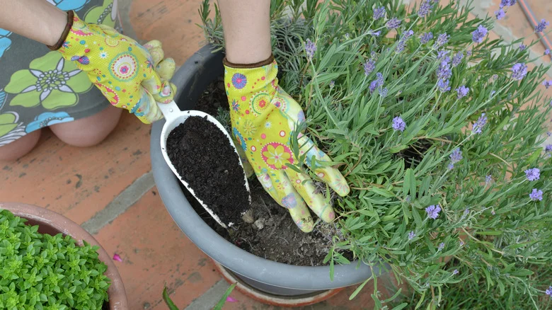 8 Leftover Scraps Your Lavender Plant Will Love