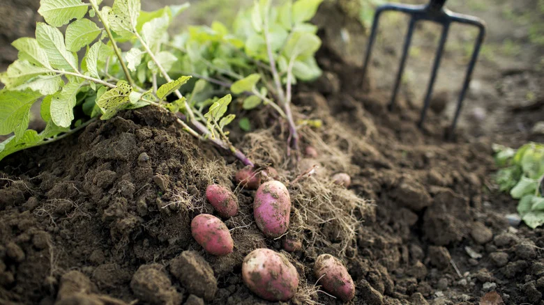 8 Plants You Should Never Grow With Potatoes In The Garden