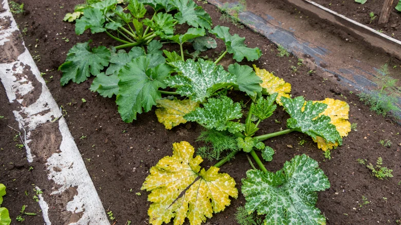 8 Reasons Your Squash Plant Leaves Are Turning Yellow (& What To Do About It)
