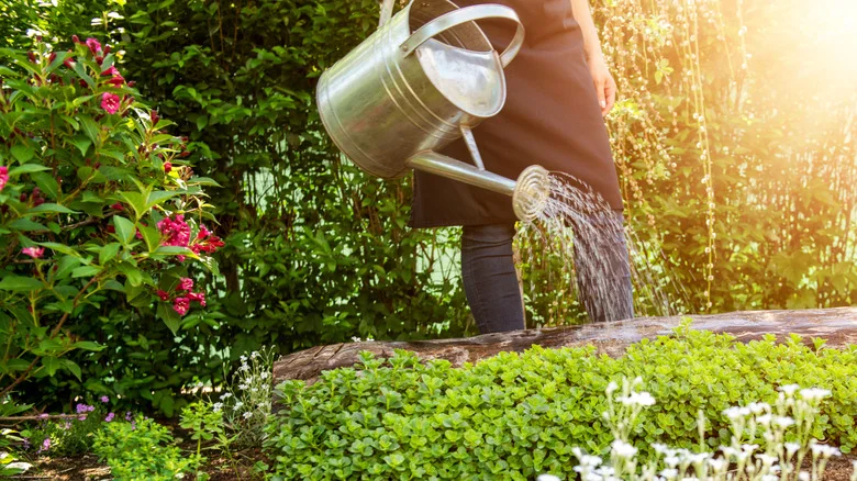 8 Self-Watering Tools That Will Keep Your Plants Hydrated At All Times