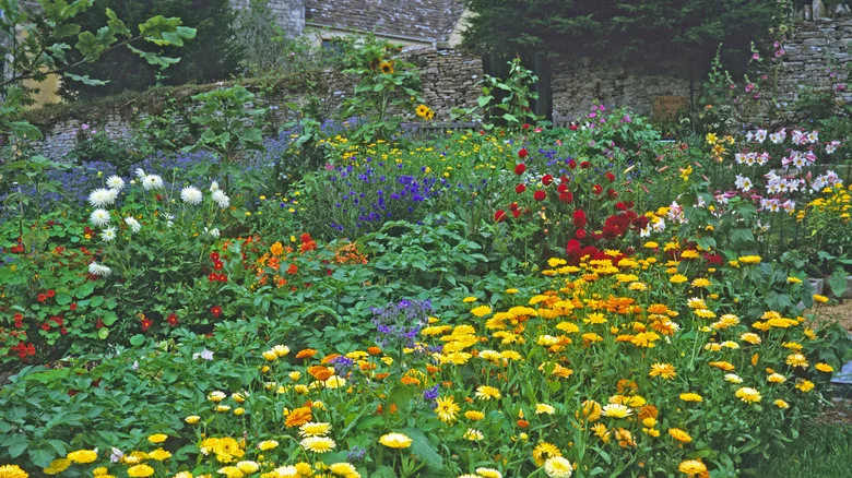 8 Stunning Flowers That Quietly Enrich Your Garden’s Soil While They Bloom