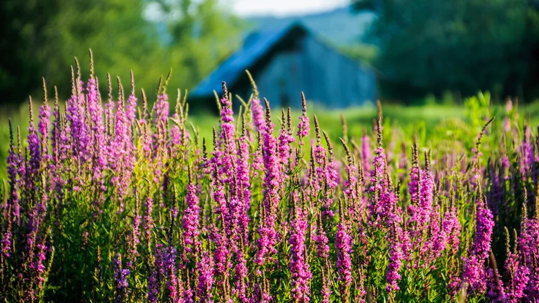 8 Stunning Flowers You’ll Immediately Regret Growing In Your Yard & Garden