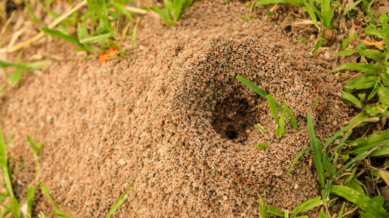 8 Tricks To Eliminate Anthills In Your Yard