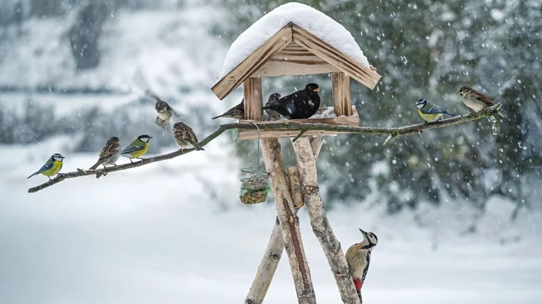 9 Common Birds You Might Find In Your Garden In Winter (And What To Feed Them)