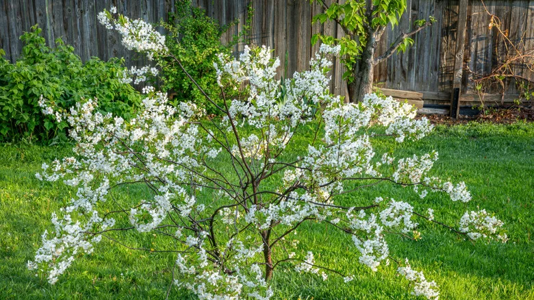 9 Compact Cherry Tree Varieties That Will Thrive In Your Small Garden