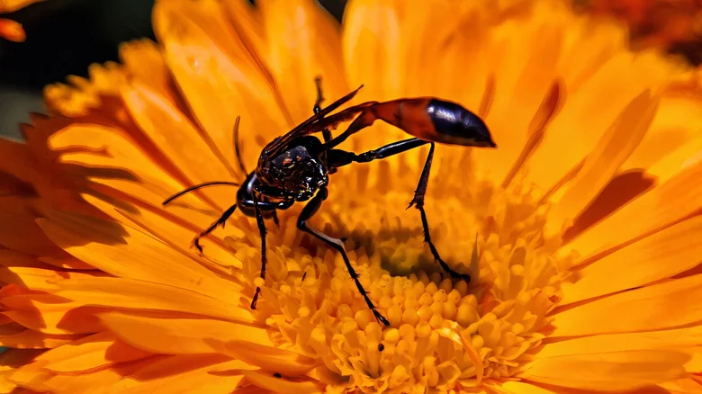 9 Flowers To Grow From Seed That Attract Beneficial Insects To The Garden