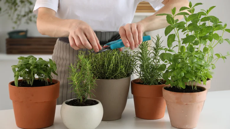 9 Herbs That Need Pruning To Thrive (And The Best Times To Do It)