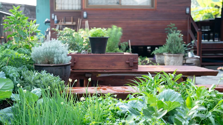 9 Herbs You Should Always Prune In The Fall