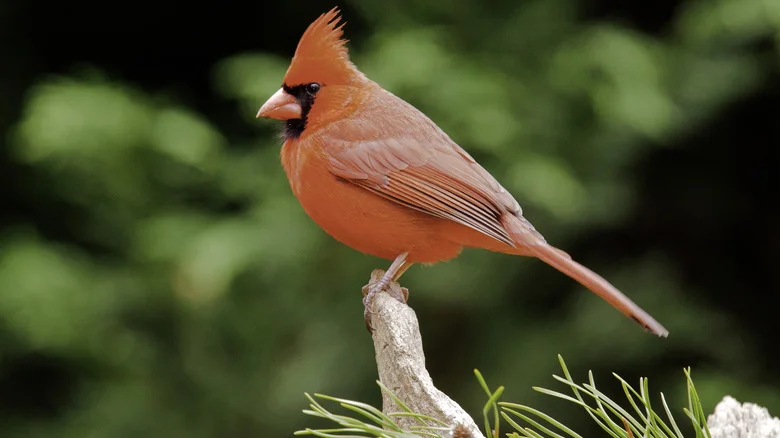 9 Mistakes To Avoid If You’re Trying To Attract More Cardinals To Your Yard