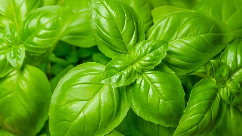 9 Reasons You’ll Want To Add Basil To Your Garden ASAP