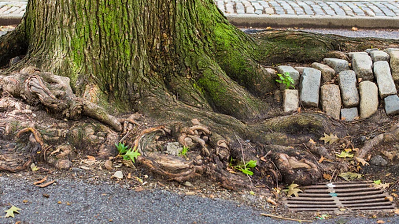 9 Shallow-Rooted Trees That Can Damage The Pipes In Your Yard