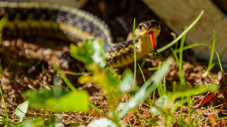 9 Sneaky Reasons Snakes Won’t Stay Out Of Your Yard