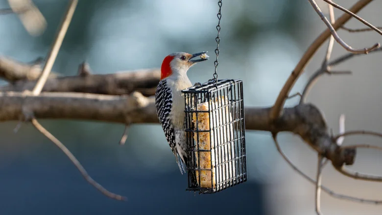 9 Ways To Attract More Birds To Your Yard With Budget Friendly Suet