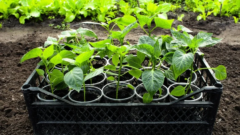 A Basic Solo Cup Is All You Need To Kickstart Your Pepper Garden On A Budget