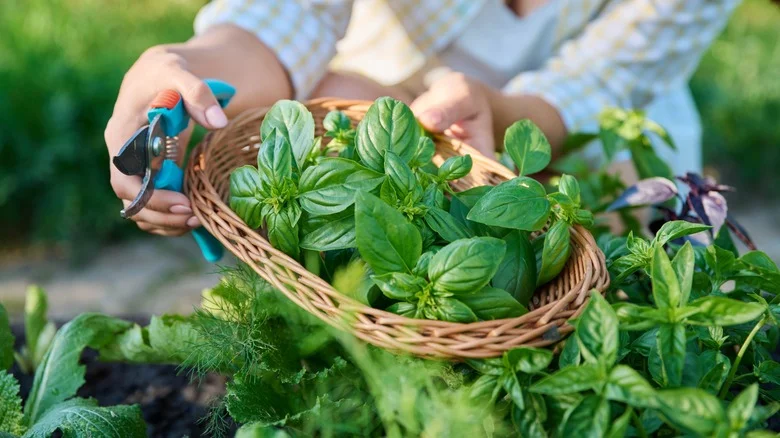 A Basil ‘Barrier’ Is Your Garden’s Best Natural Defense Against Bugs