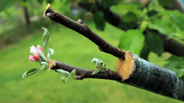 A Beginner’s Guide To Grafting Fruit Trees (And Common Mistakes To Avoid)