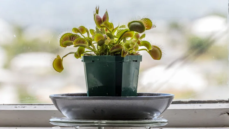 A Beginner’s Guide To Successfully Repotting A Venus Fly Trap