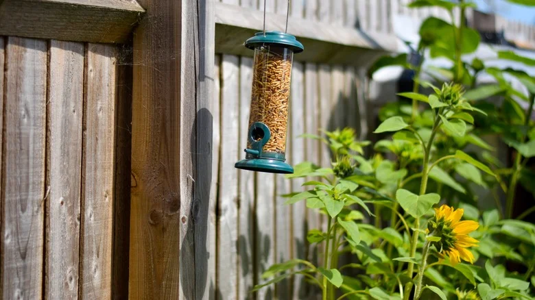 A ‘Bird Seed Garden’ Puts All Responsibility On Selecting Plants On Our Winged Friends