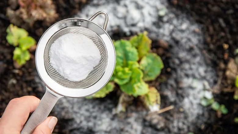 A Dash Of Baking Soda Can Help This Cottage Garden Favorite Bloom