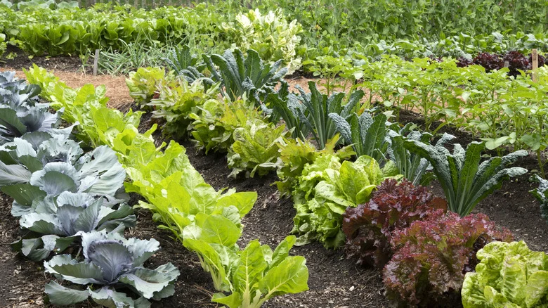 A Fast-Growing Alternative To Lettuce Begging To Be In Your Garden
