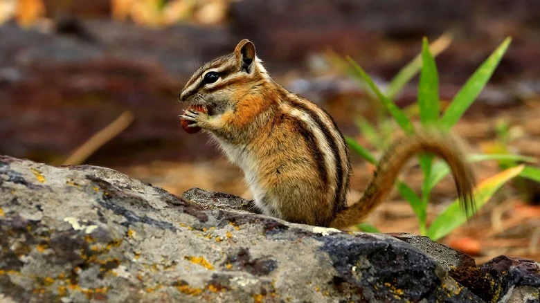A Few Household Essentials Will Keep Pesky Chipmunks Out Of Your Yard